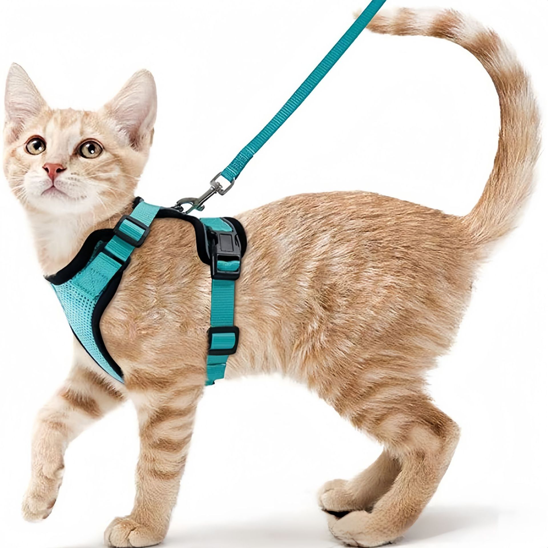 Amazon pet chest strap cat ref - Pet Supplies Amazon 评论和价格