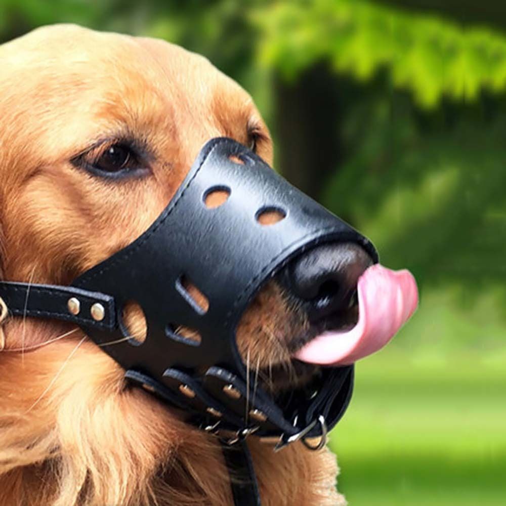 Anti-Biting Secure Anti Bark C - Pet Supplies Plus 评论和价格