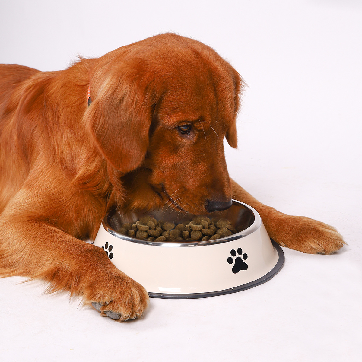 Stainless Steel Large Capacity - Pet Supplies Plus 评论和价格