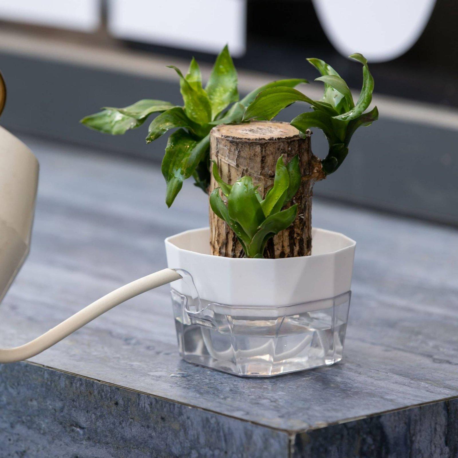 Hydroponic Vase Two Layer Self - Pet Supplies Us 评论和价格